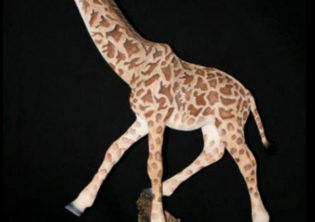 African Plain Giraffe
