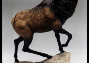 American Elk