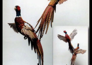 Flushed Pheasant