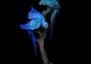 Hyacinth Macaws