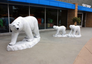 Polar Bears
