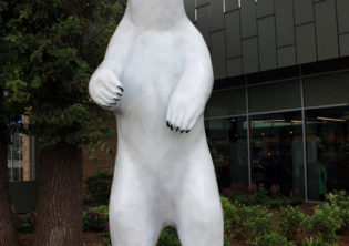 Polar Bears