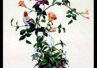 Rose Garden