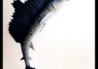 Sailfish