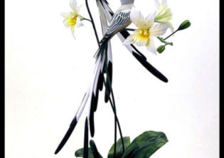 Sissor Tail