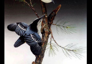 Woodland Pair Nut Hatch